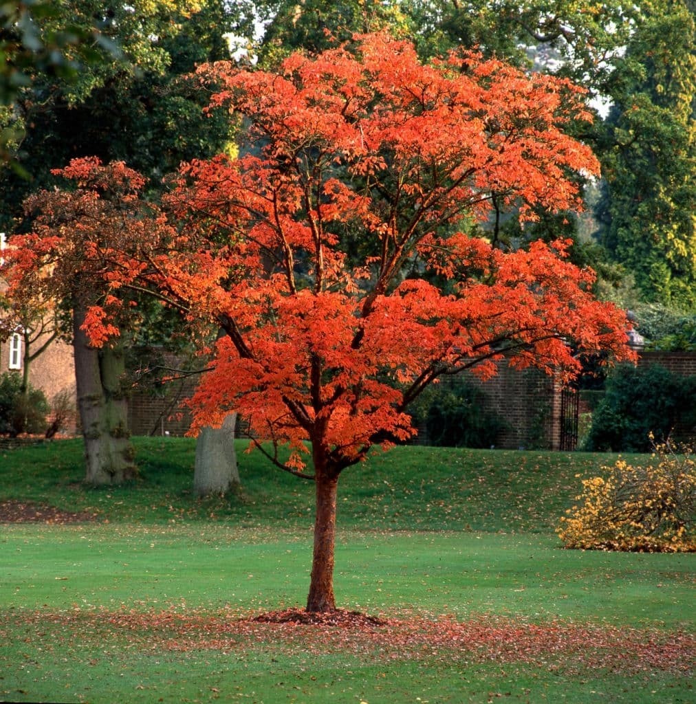 Paperbark Maple (Acer griseum)