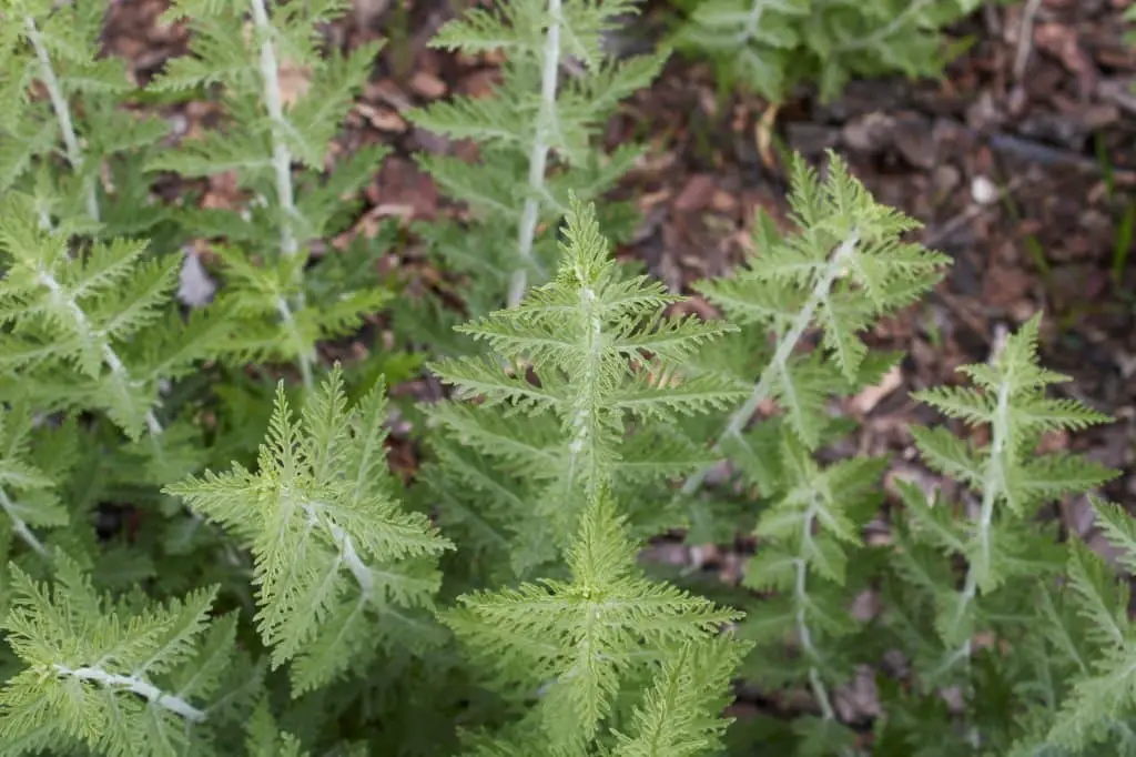 Russian Sage (Perovskia Atriplicifolia).