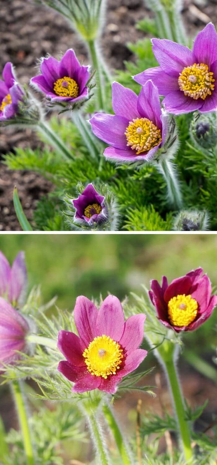 Pasque Flower (Pulsatilla)