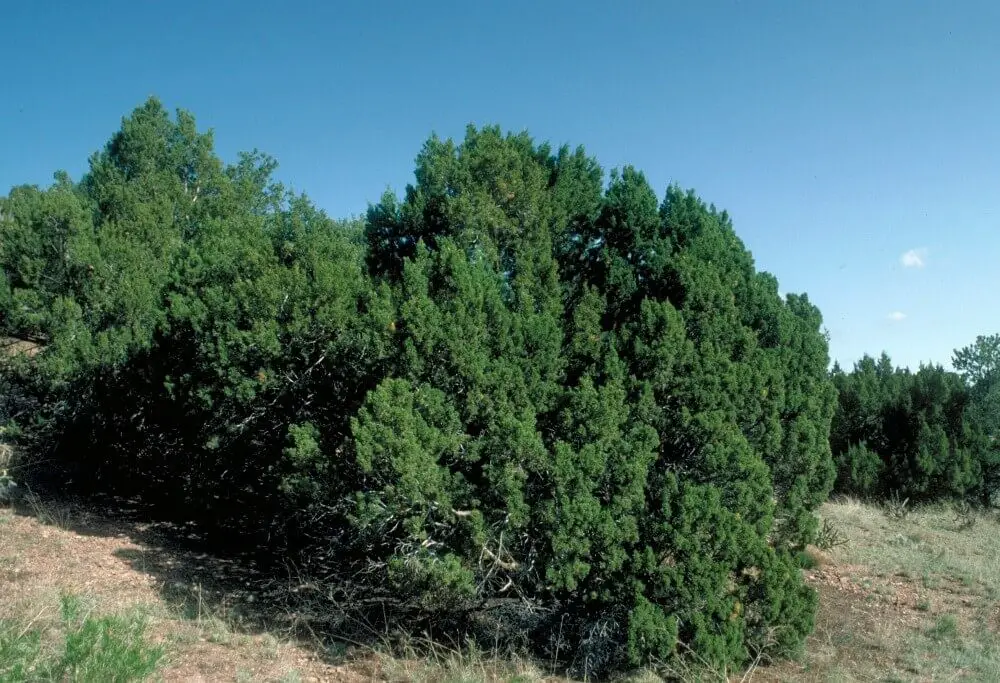 One-Seed Juniper (Juniperus monosperma)