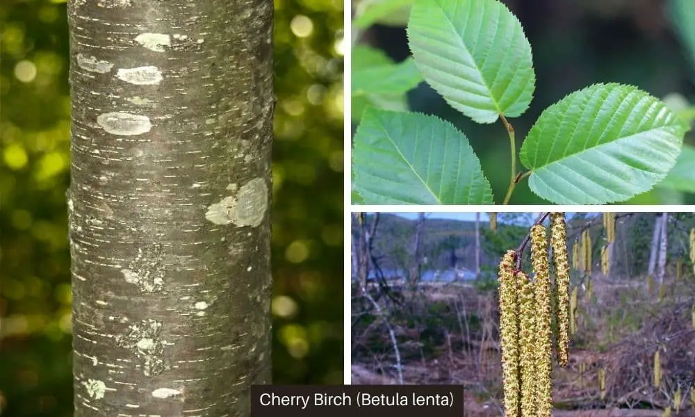 Cherry Birch or sweet birch (Betula lenta)