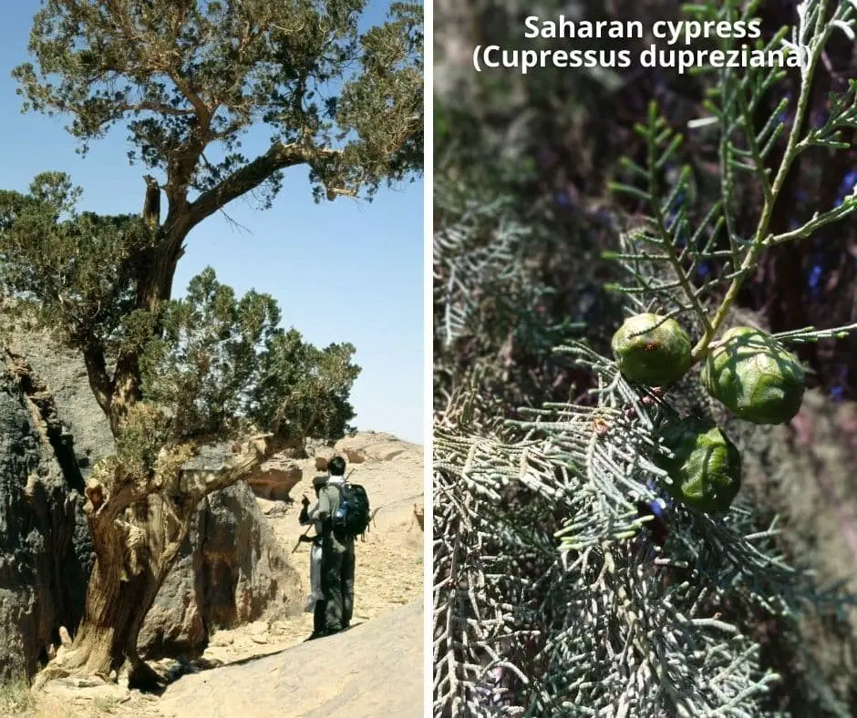 Saharan cypress (Cupressus dupreziana)