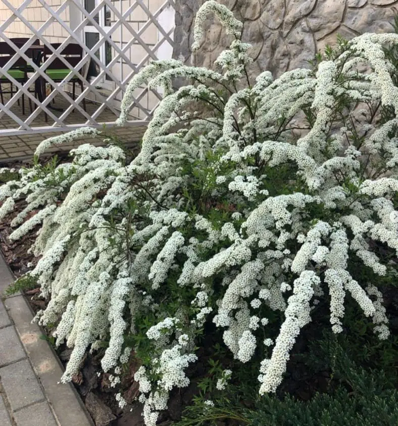 Spirea: Season-Long Interest with Minimal Care