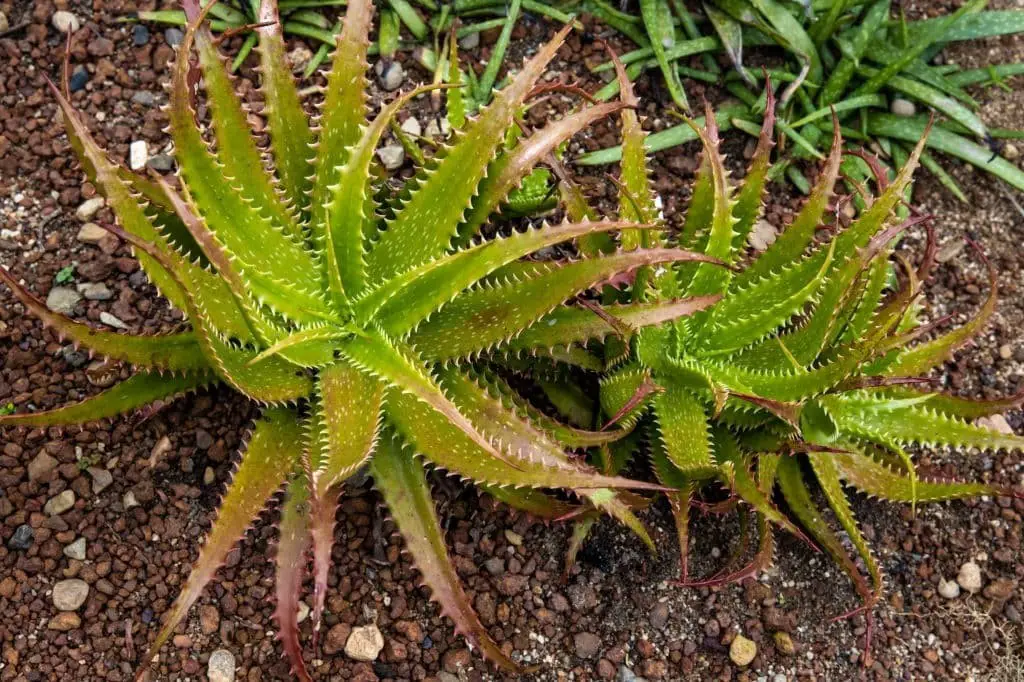 Sunset Aloe (Aloe Dorotheae)