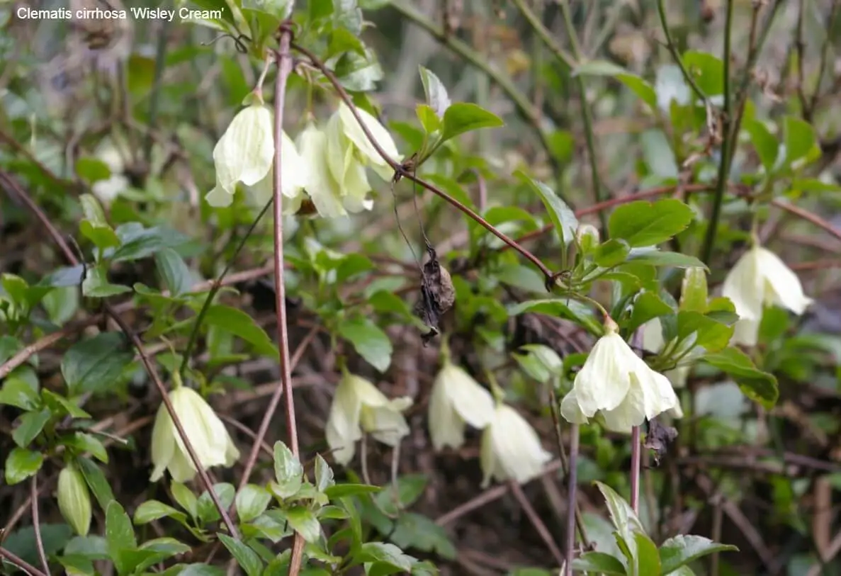 Winter Flowering Clematis