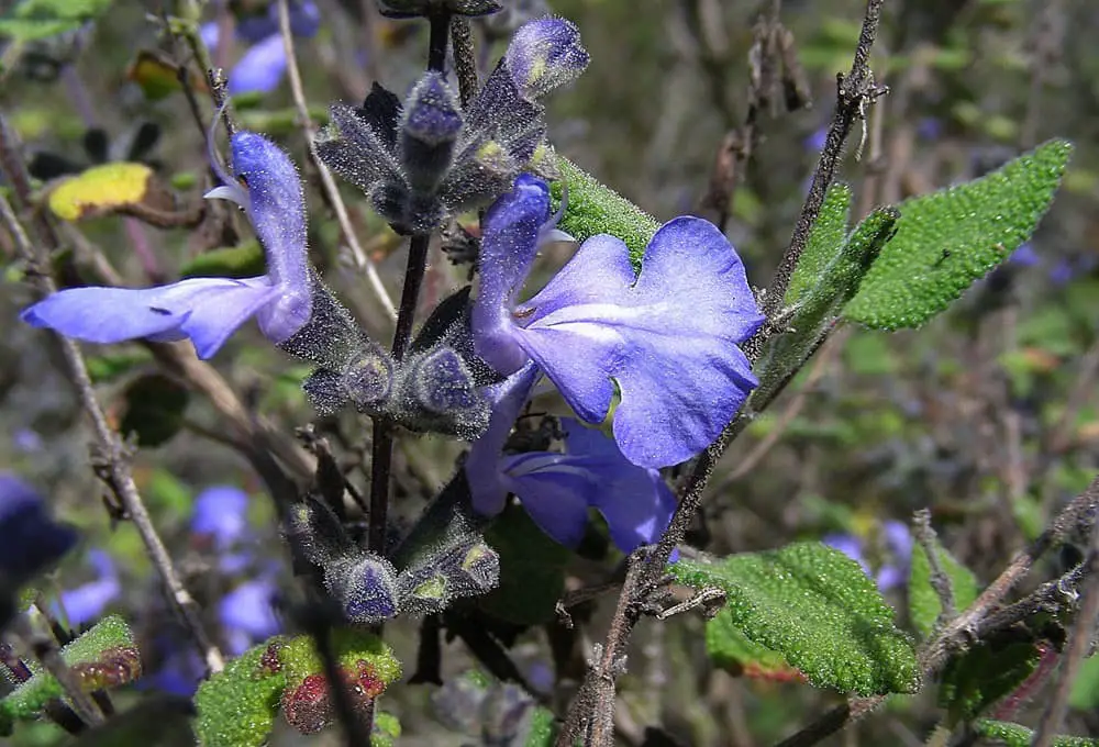 Grape-Scented Sage (Salvia melissordora)