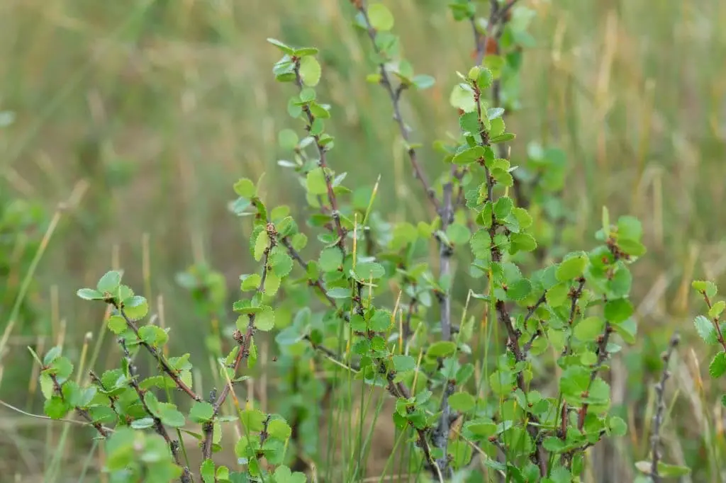 Dwarf Birch (Betula nana)