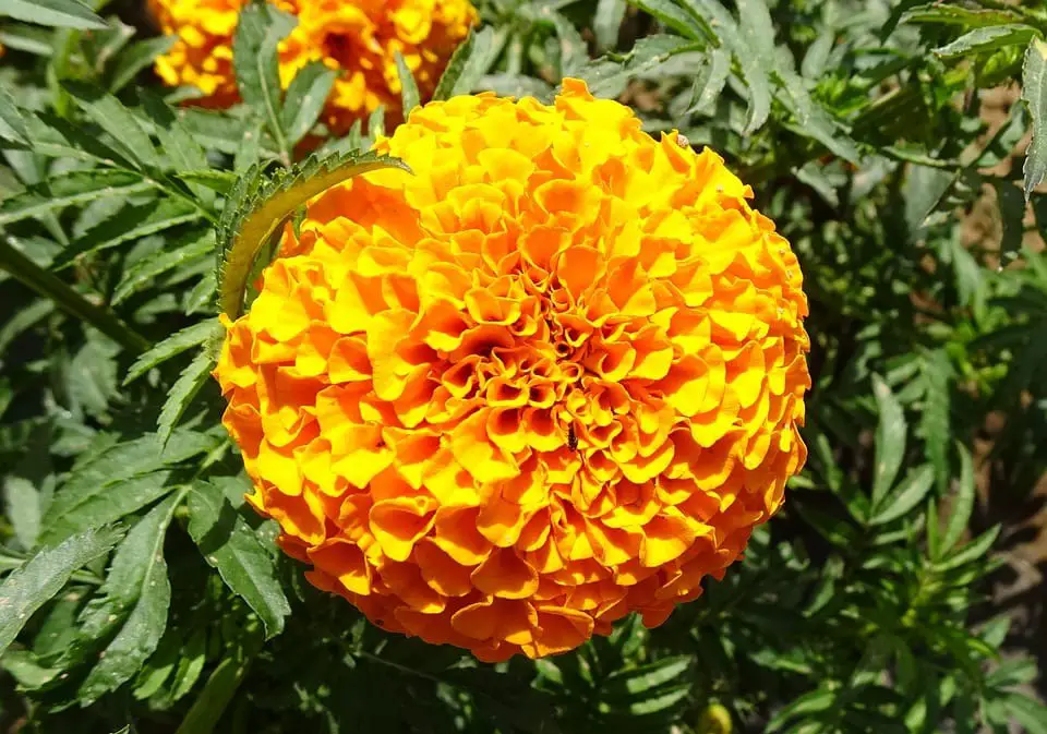 Marigold (Tagetes)