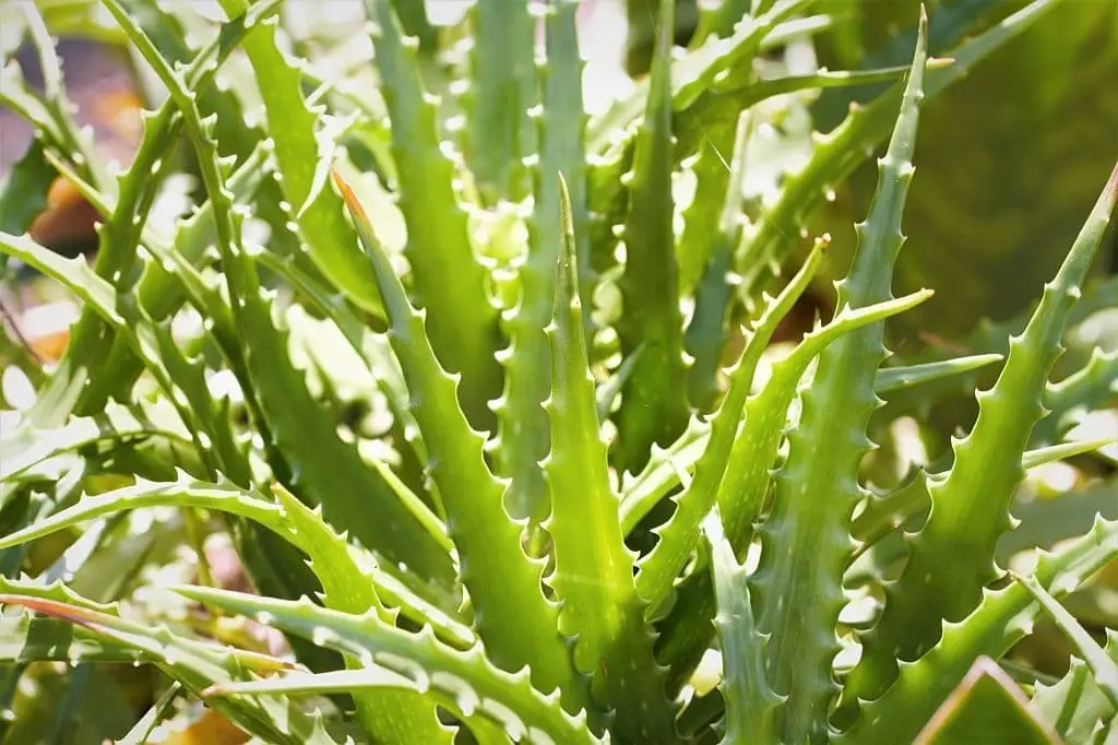 Thorncrest Century Plant (agave lophantha)