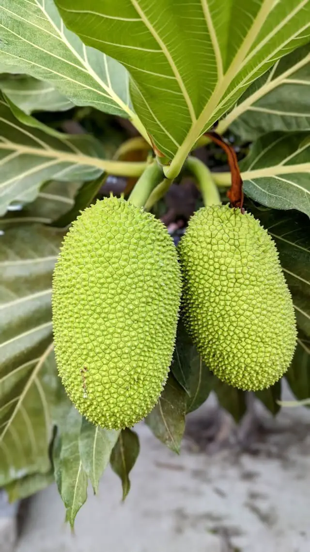 Breadfruit