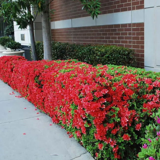 Autumn Fire Encore Azalea (Rhododendron ‘Roblez’ AUTUMN FIRE)