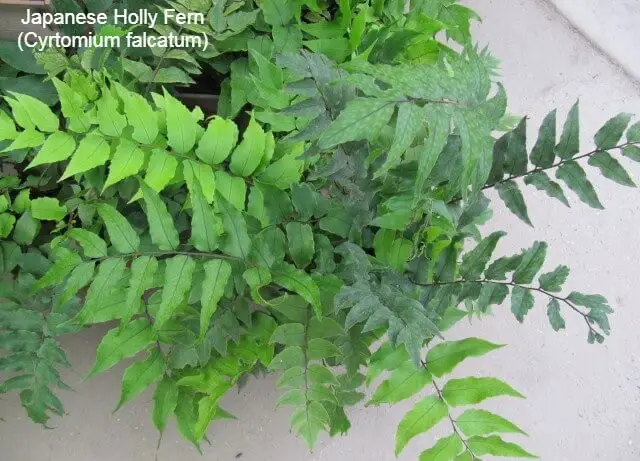 Holly Fern/Japanese Holly Fern (Cyrtomium falcatum):