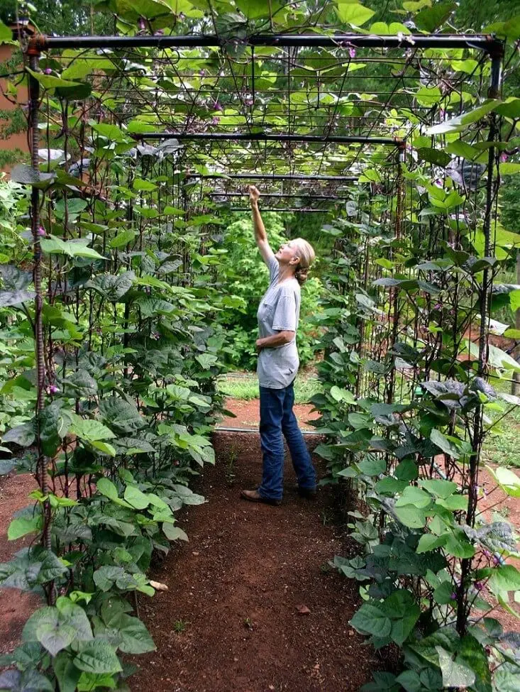 A bean tunnel using metal mesh and poles