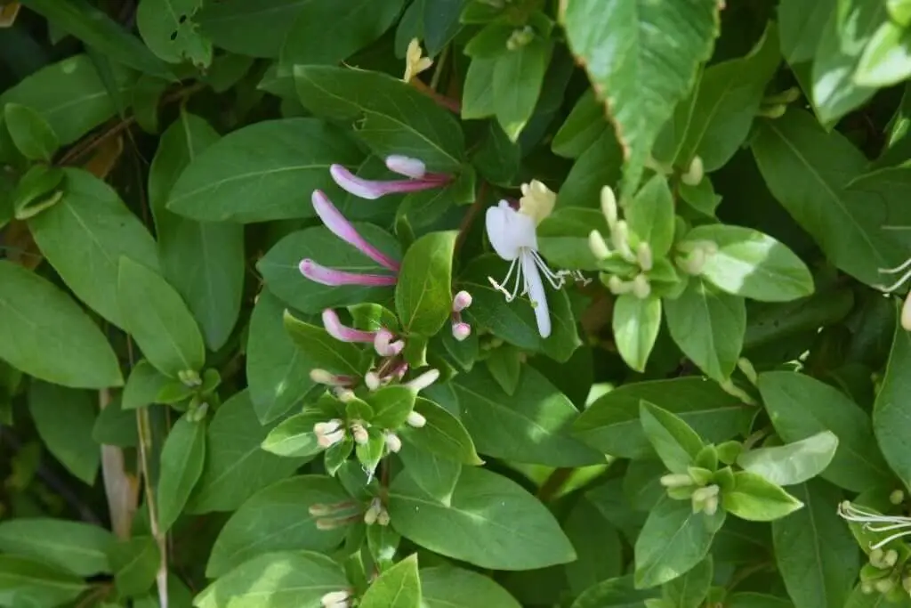 Japanese Honeysuckle (Lonicera japonica ‘Purpurea’).