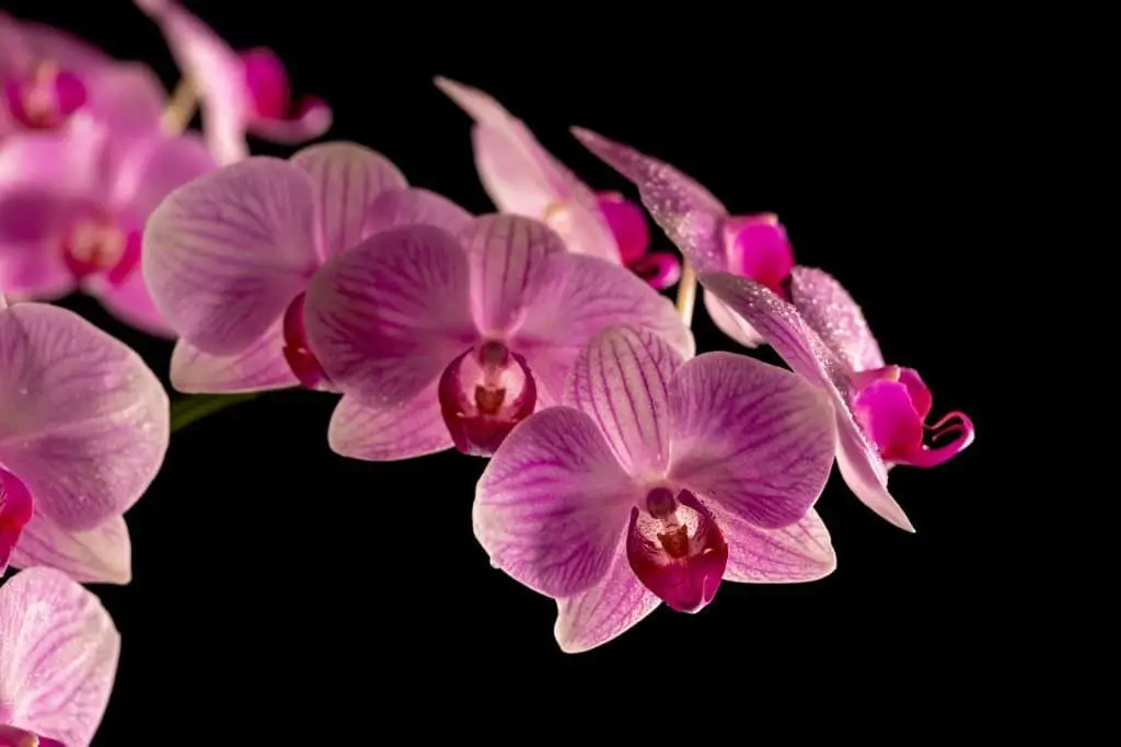 Moth Orchid (Phalaenopsis orchid).