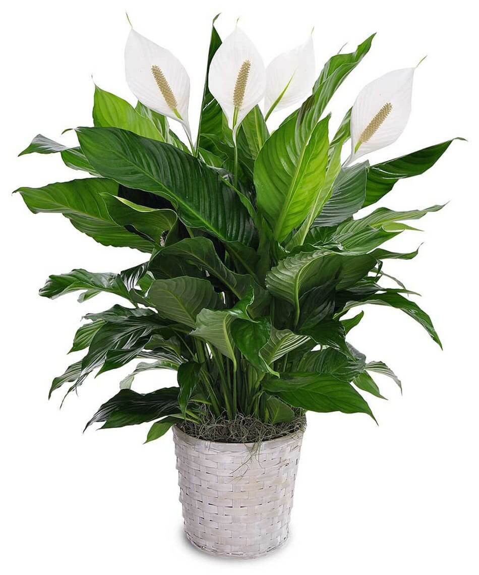 #8 Peace Lily (Spathiphyllum)