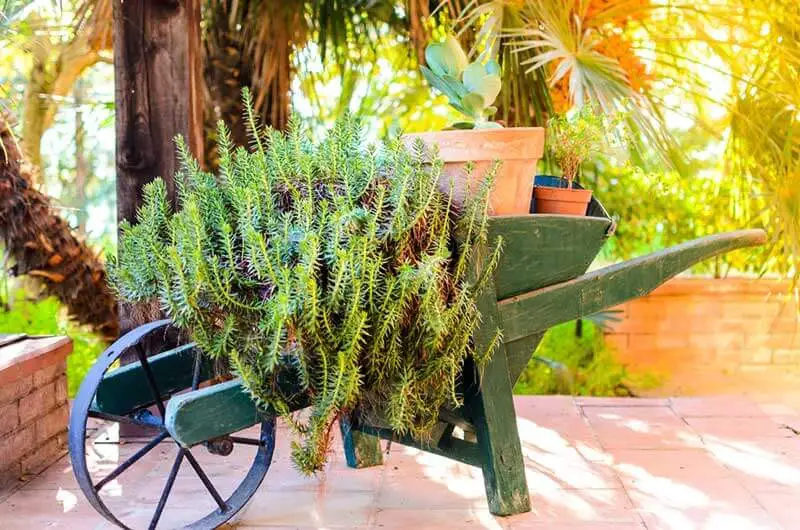 Dark green wooden wheelbarrow