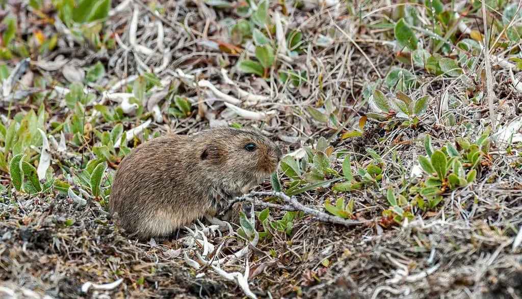 Cricetidae