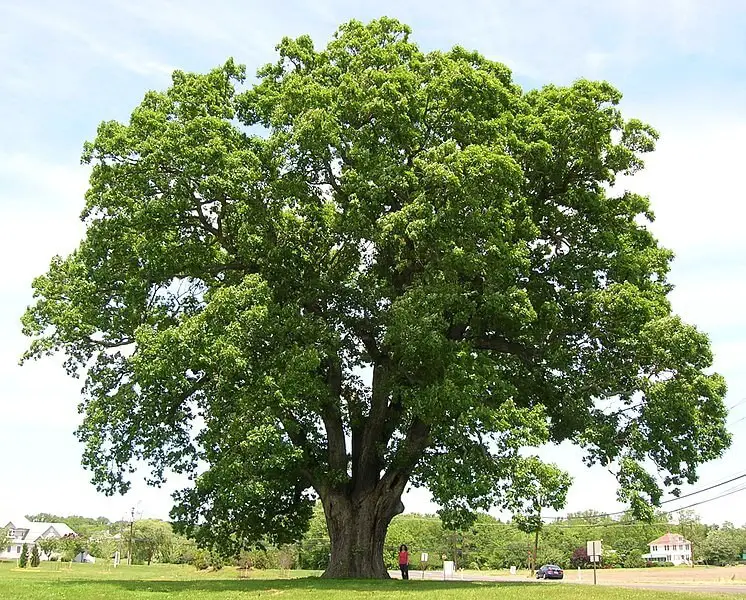 Oak trees