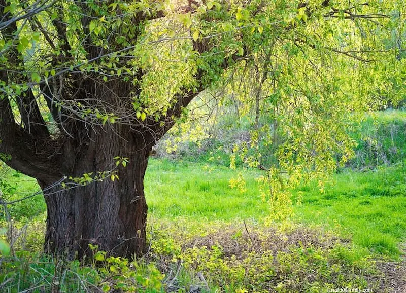 Brittle Willow (Salix Fragilis)