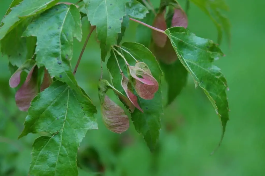 Amur Maple (Acer ginnala)