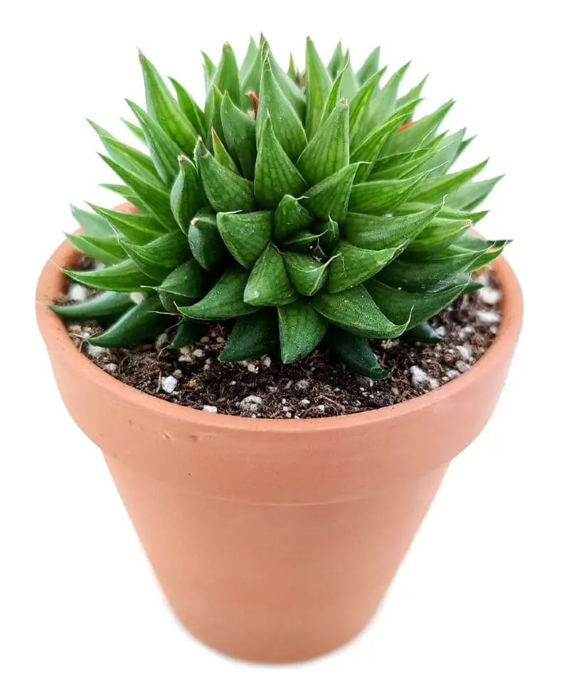 Haworthia batesiana.