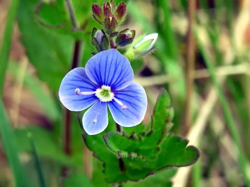 Germander Speedwell (Veronica chamaedrys)