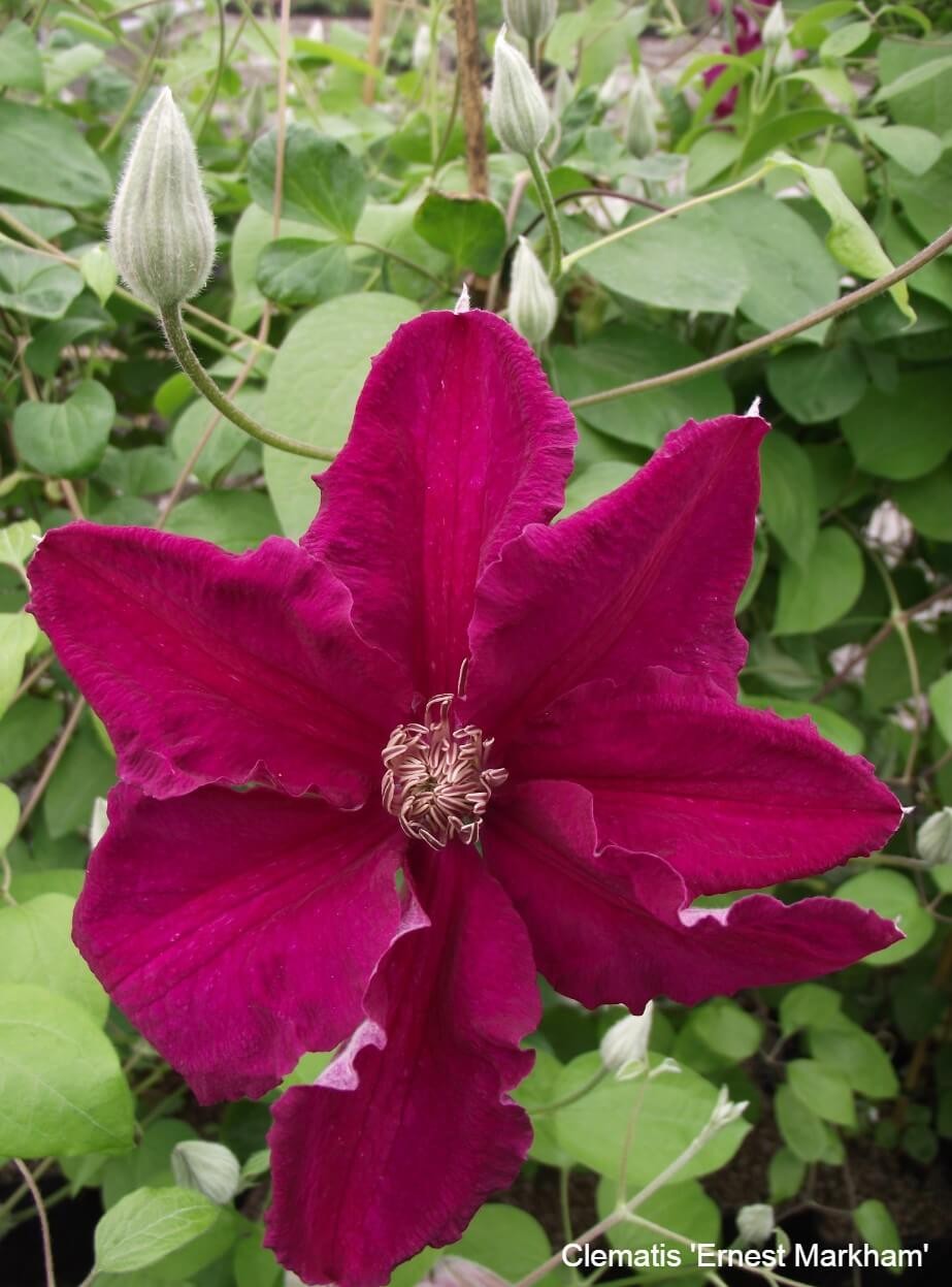 Late Summer Flowering Clematis