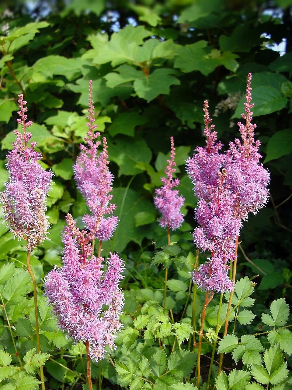 Pictures of Astilbe Plants