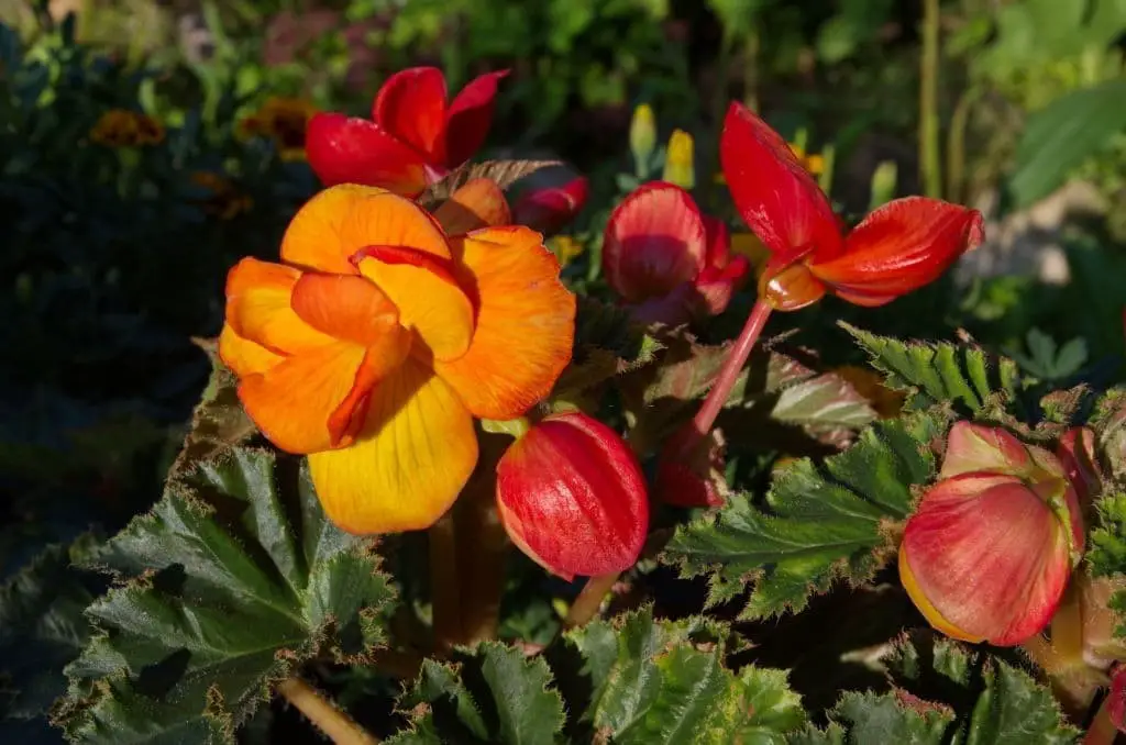 Double picotee begonias