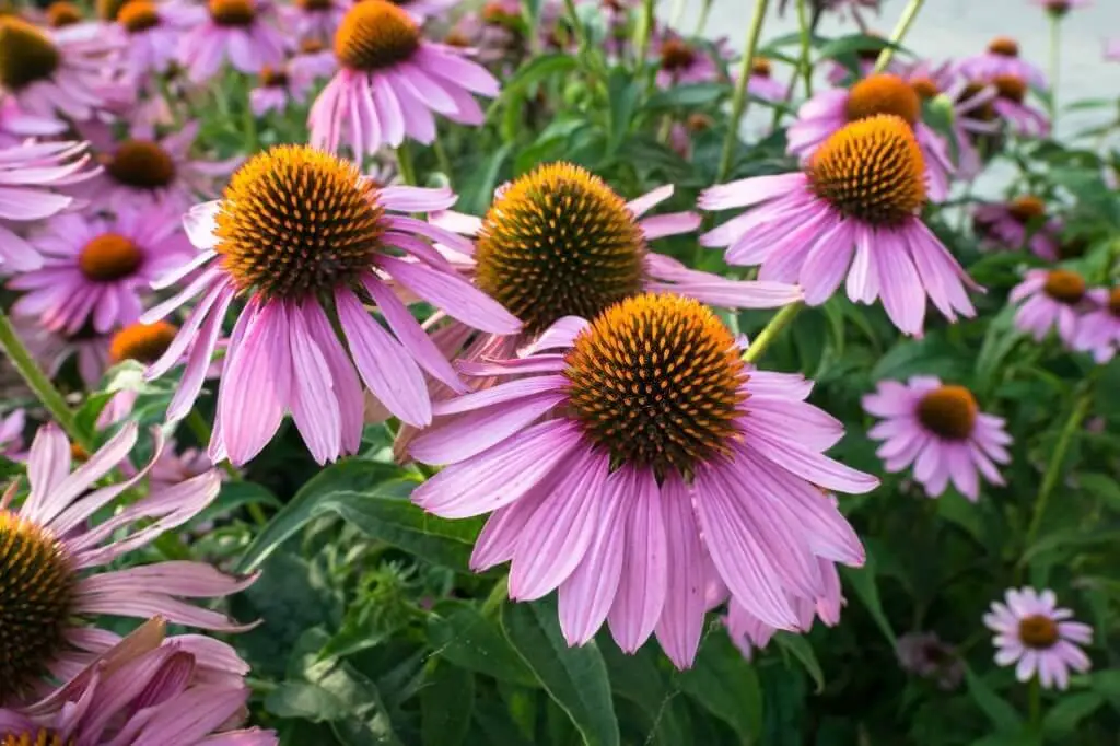 Purple Coneflower (Echinacea purpurea).