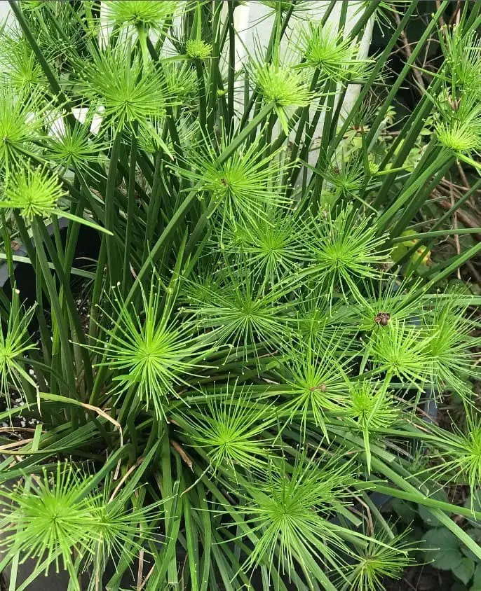 Egyptian Papyrus (Cyperus papyrus)