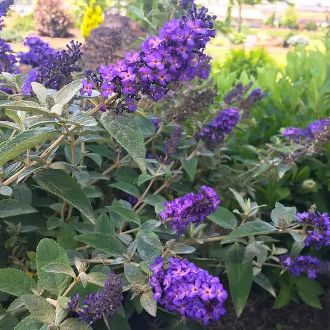 True Blue Butterfly Bush (Buddleia ‘Bostulu’).