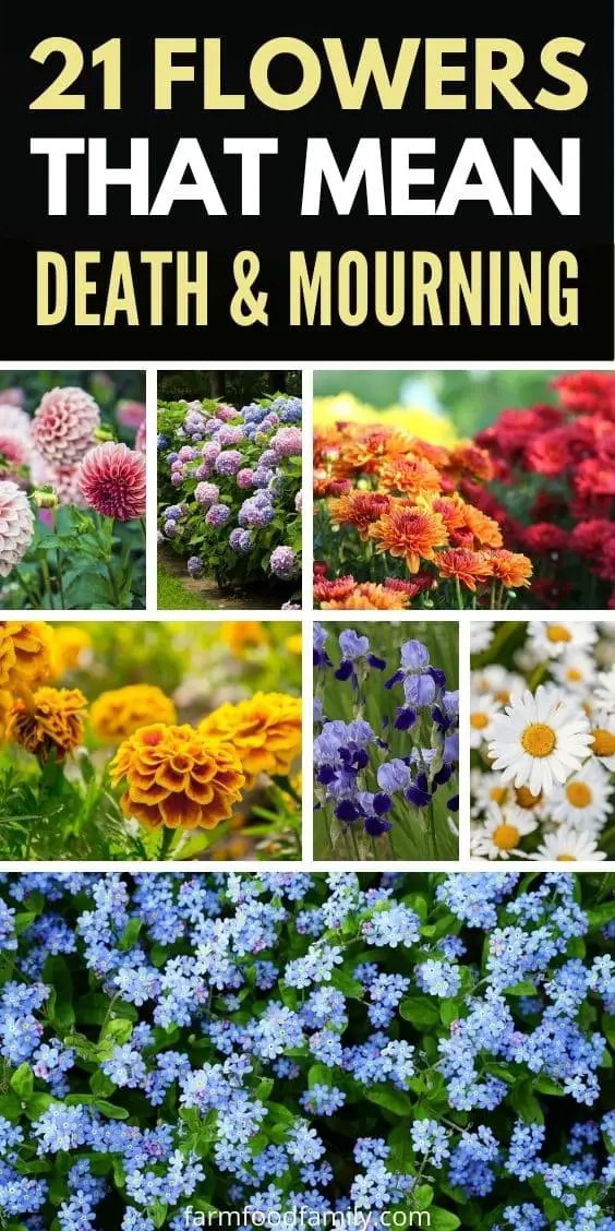 21 Flowers That Mean Death And Mourning