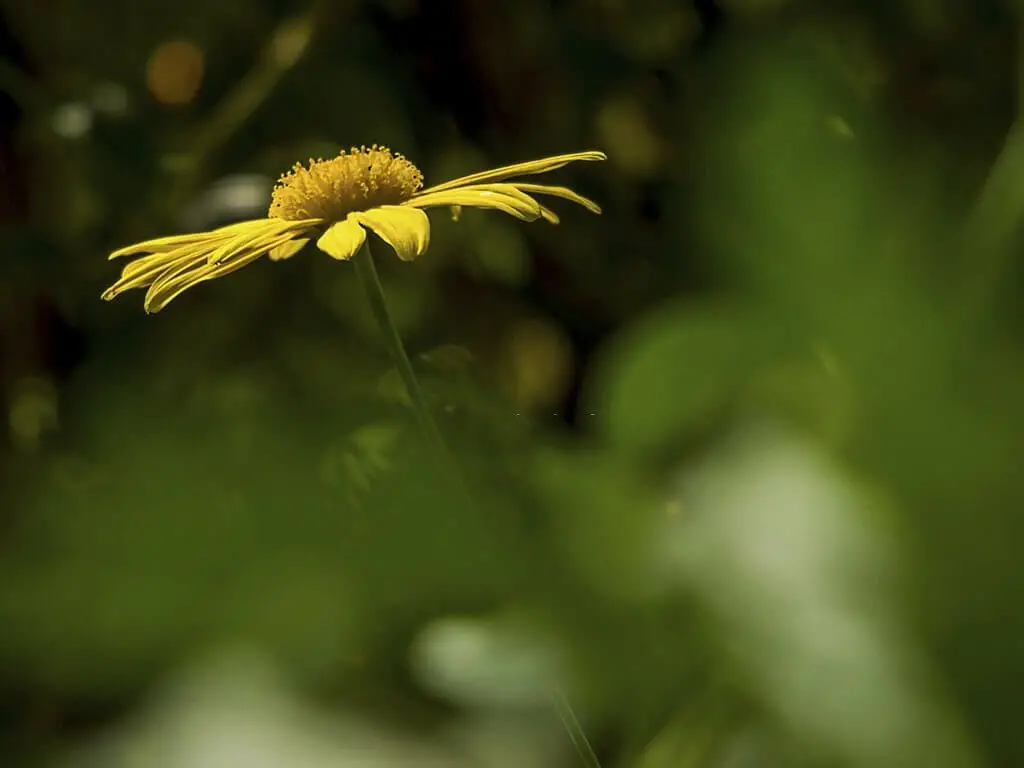 Bush Daisy (Euryops pectinatus).