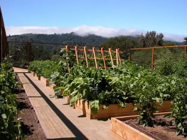 Lettuce in raised beds with hoops