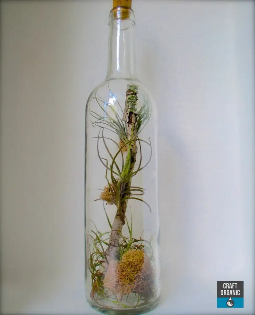 Tillandsia Terrarium In A Wine Bottle