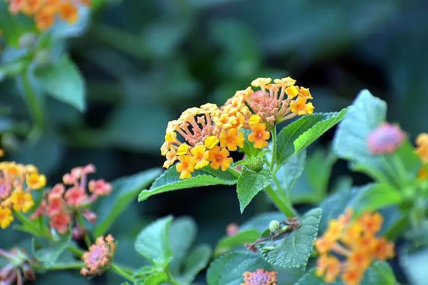 For a Variety of Colours, Choose the Lantana Camara