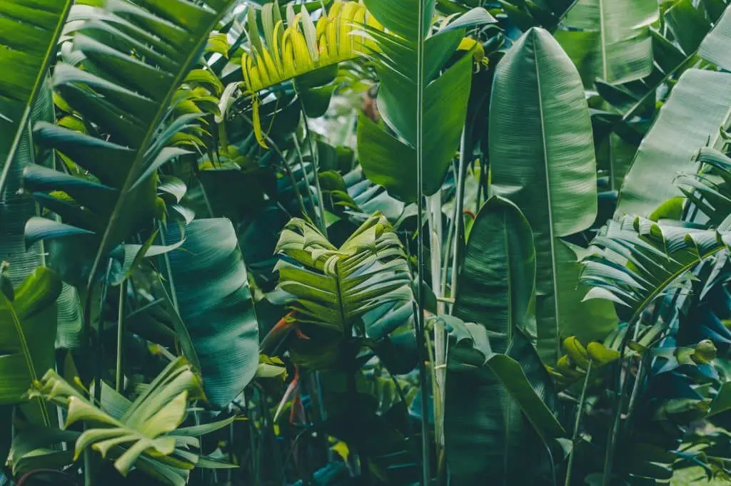 Banana Palm (Musa Acuminata).