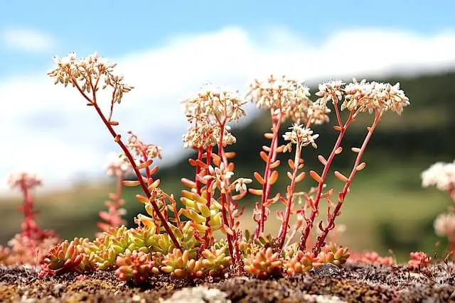 Sedum (Stonecrop)