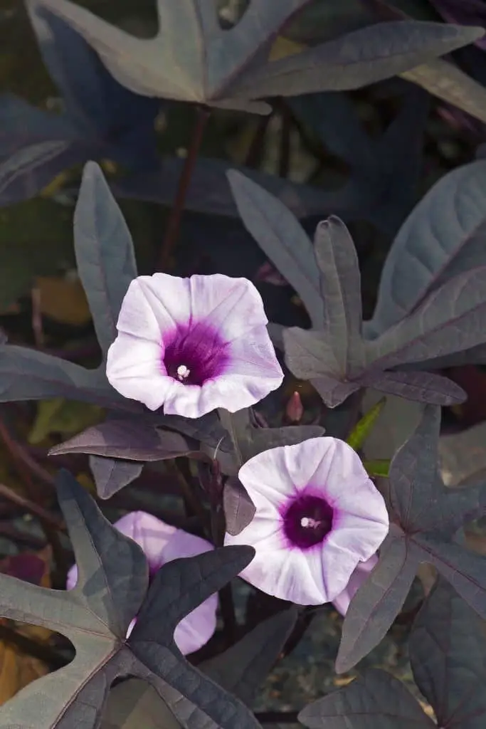 ‘Blackie’ Sweet Potato (Ipomoea batatas ‘Blackie).