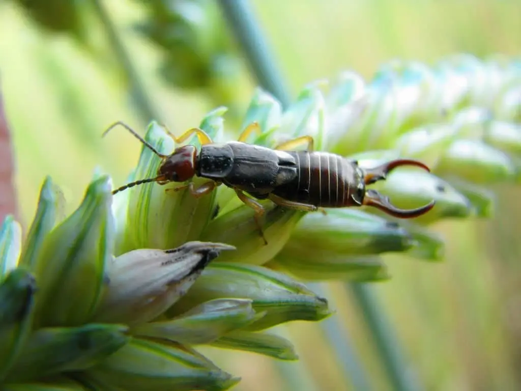 Earwigs