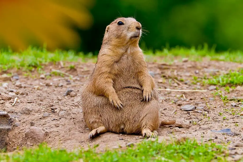 Prairie Dog (Cynomys ludovicianus)