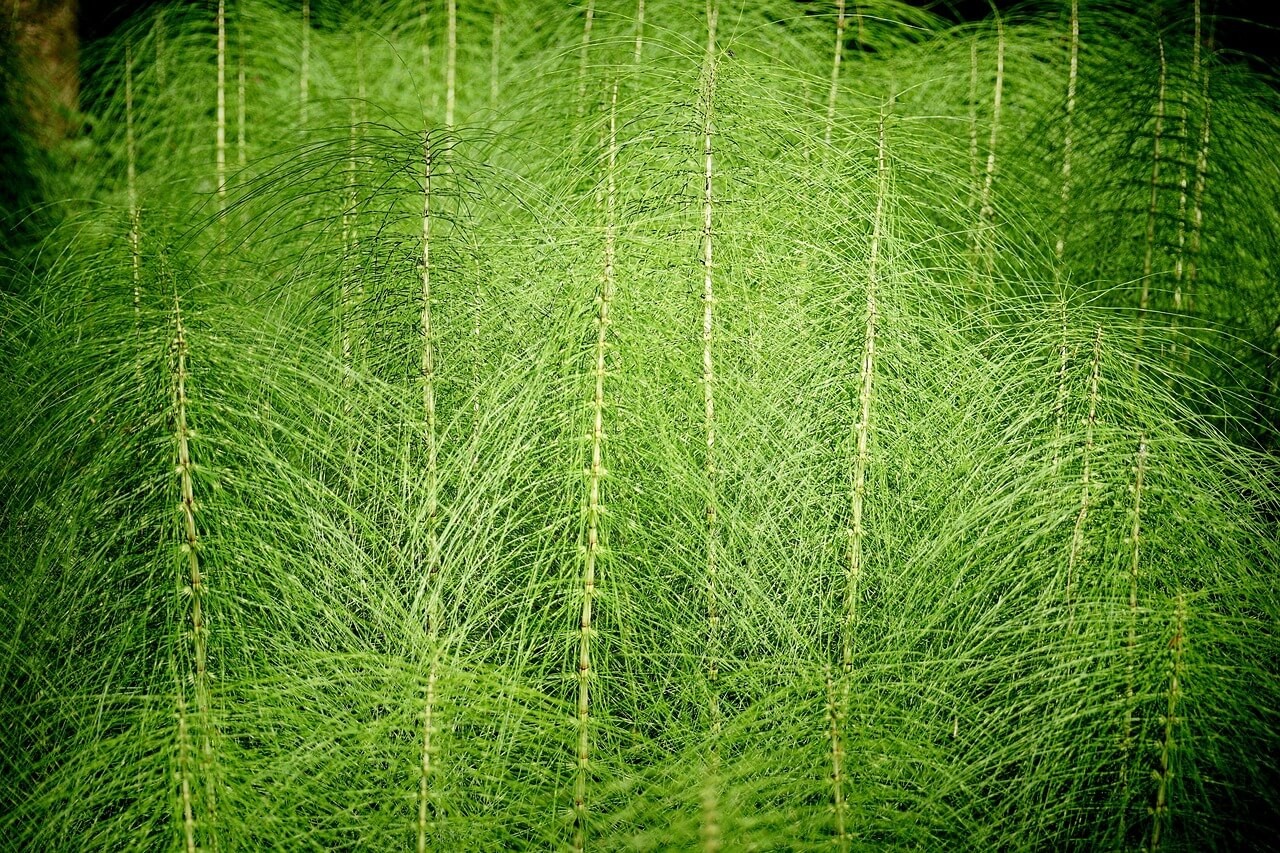 Giant Horsetail