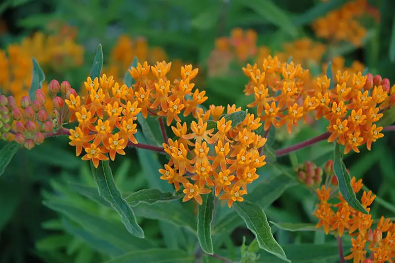 Cultivars of Butterfly Weed