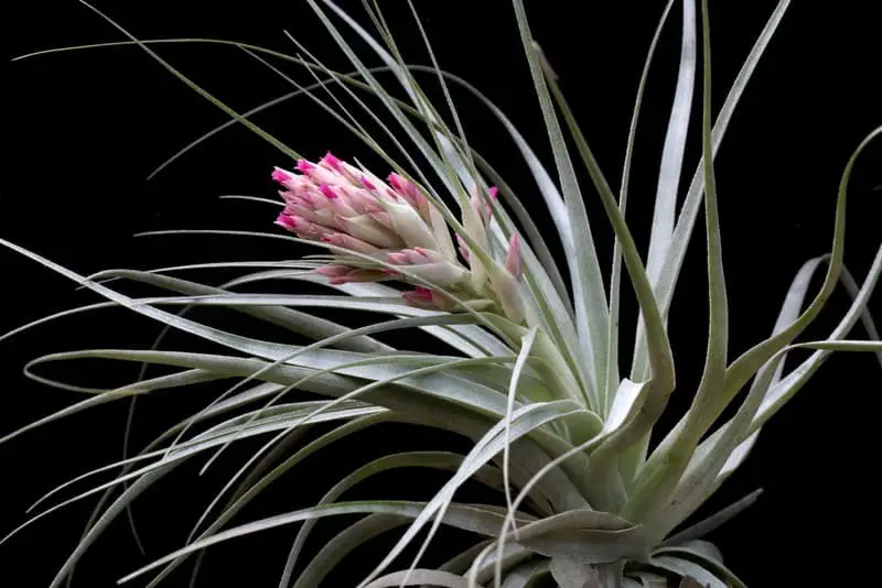 Gardneri (Tillandsia gardneri)