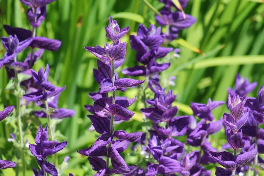 Annual Sage (Salvia horminum or Salvia viridis)