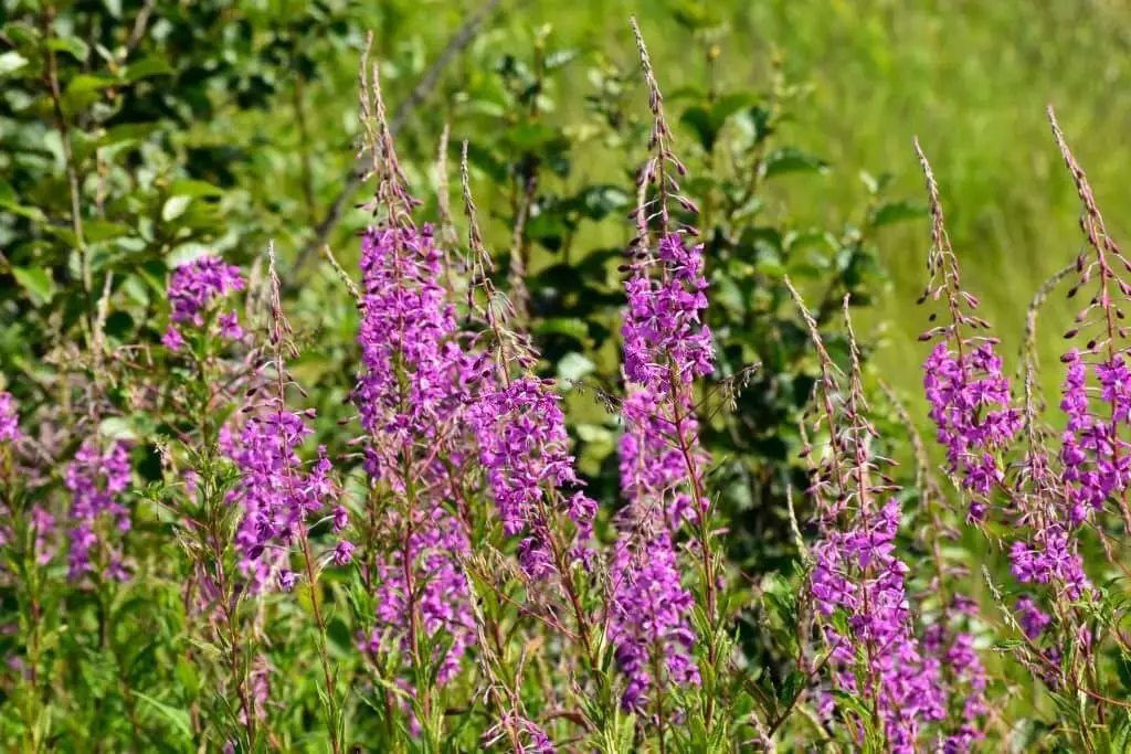 Fireweed