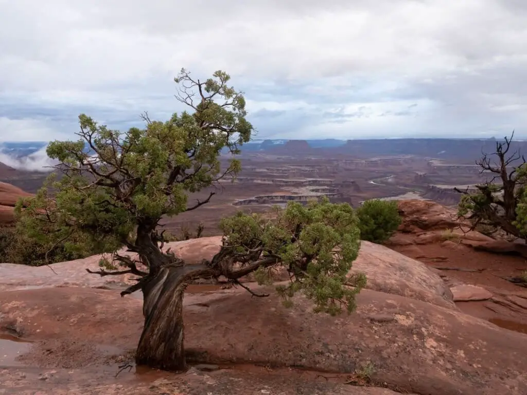 Utah Juniper (Juniperus osteosperma or J. utahensis)