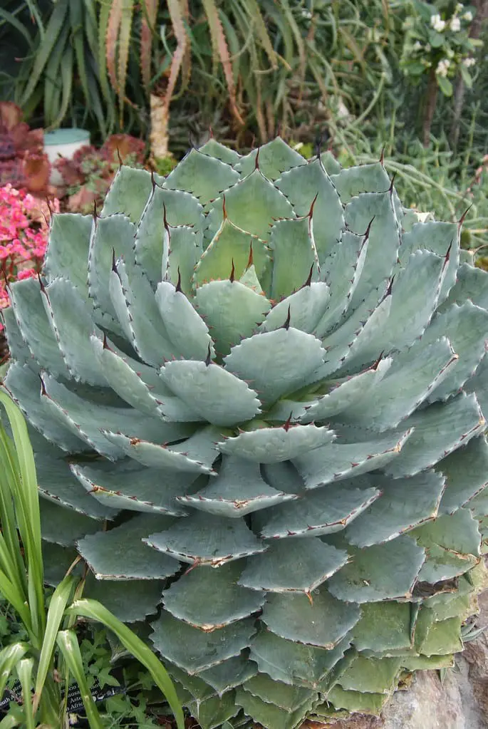 Parry’s Agave (Agave parryi)